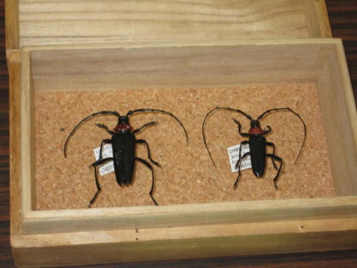 クビの部分が赤いクビアカツヤカミキリ虫が2匹箱に入っている写真