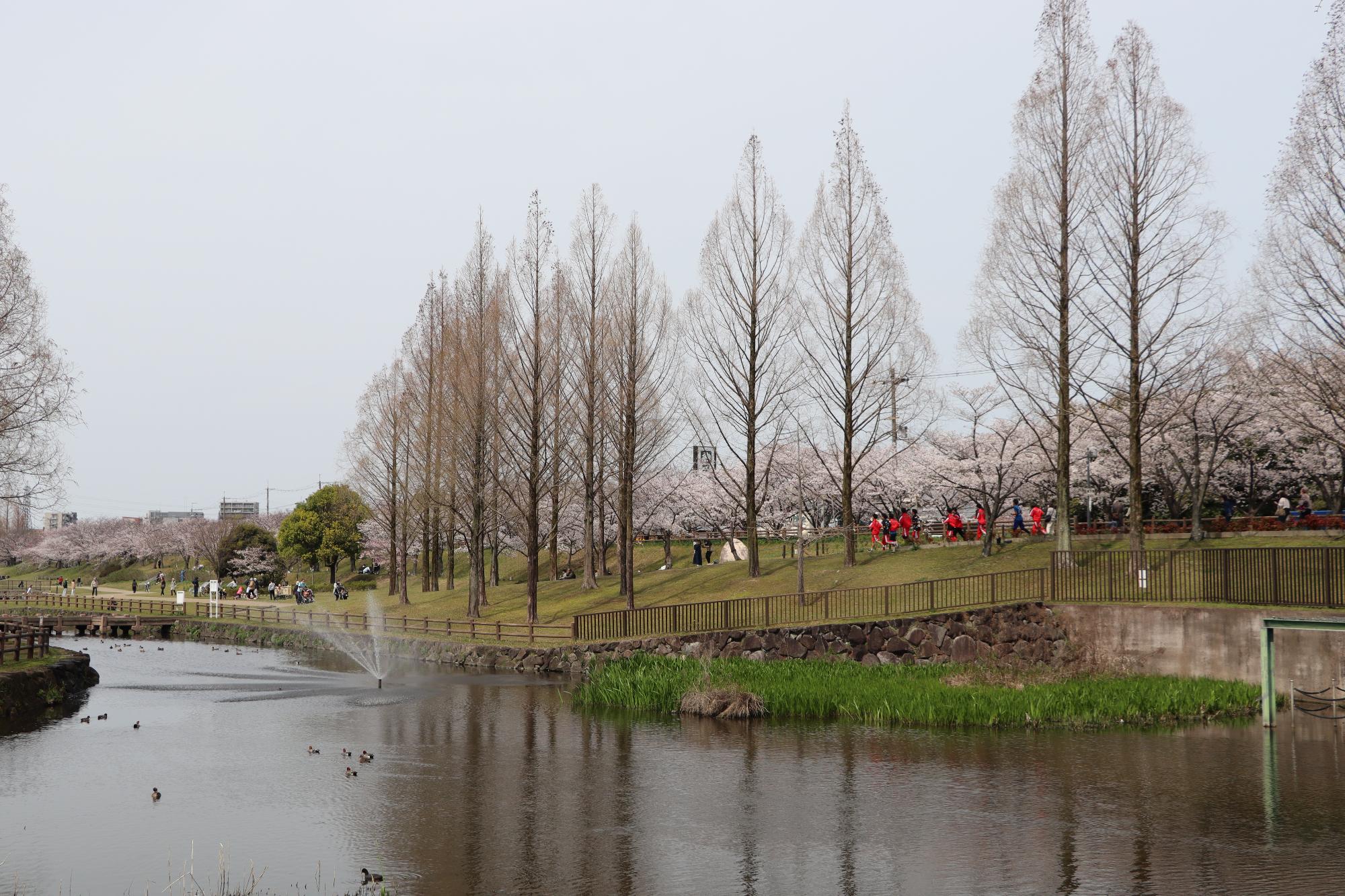 桜の写真4