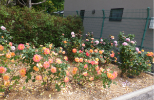 公園の花壇に咲いているオレンジ色のバラの写真