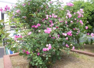 公園の花壇に咲いているピンク色のバラの写真