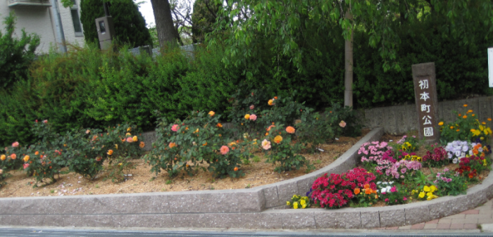 初本町公園入口の花壇に咲いているピンクやオレンジ色のバラと赤や黄色のパンジーの写真