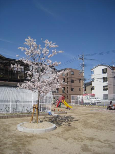 公園内に1本の桜が咲いており、公園内の遊具で遊ぶ子どもやベンチに座っている人たちの写真