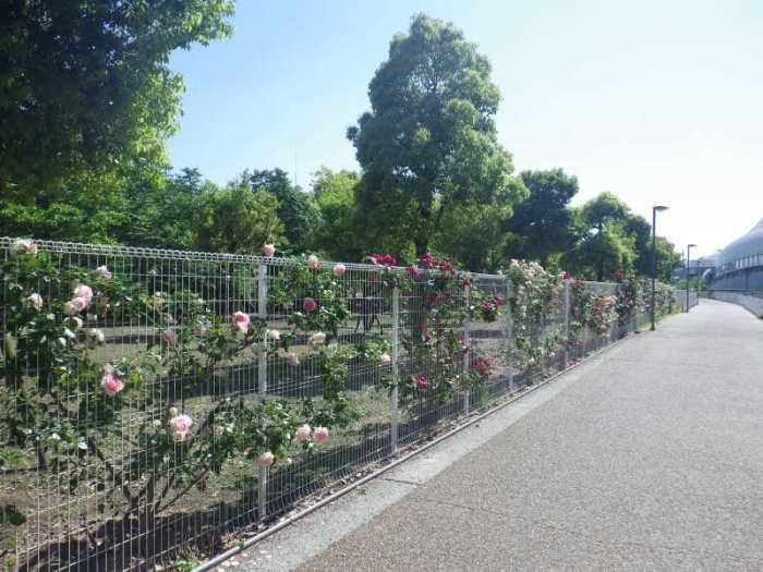 南寝屋川公園フェンス沿いに咲いている白色や鮮やかな紅色のツルバラの写真