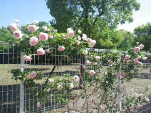 フェンス沿いに咲いている薄いピンク色のツルバラの写真