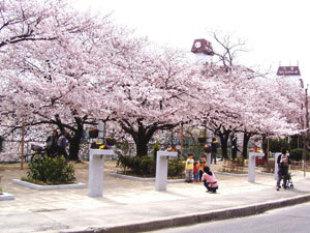 満開の桜が咲いている友呂岐緑地の写真