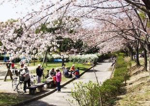 満開の桜が咲いている南寝屋川公園で花見をしている人々の写真