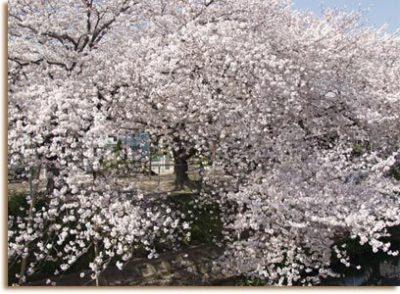 市の木に指定してある桜が枝いっぱいに満開にさいている写真