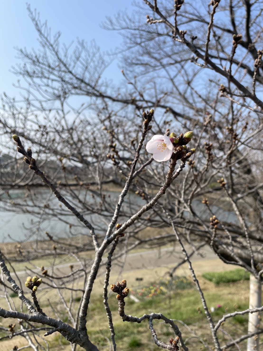 桜