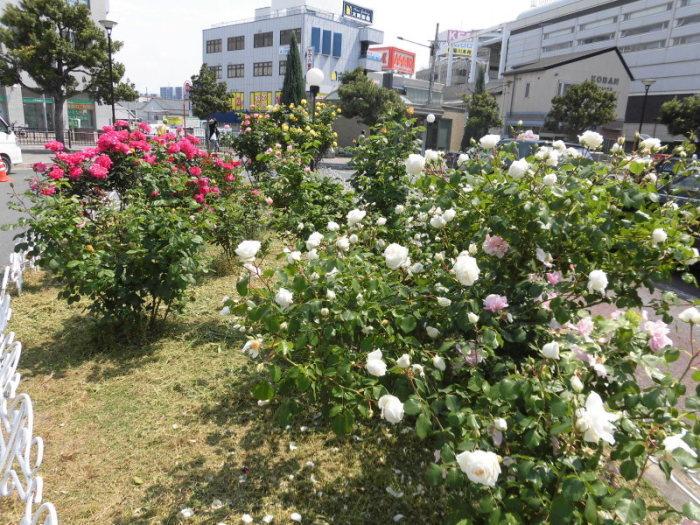 寝屋川市駅西側ロータリーの花壇に咲いている赤色、白色、ピンク色、黄色のバラの写真