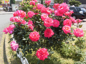 ロータリーの花壇に咲いているピンク色のバラの写真