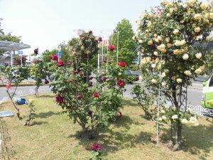 ロータリーの花壇に咲く赤色、白色のバラの写真