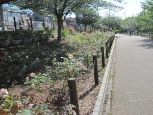 遊歩道沿いの花壇に植えられたバラの写真