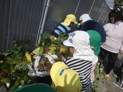 サツマイモを収穫している園児達の写真