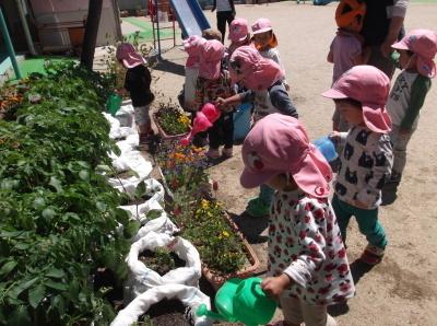 ピンクの帽子の園児たちが植えたサツマイモの苗をみている写真