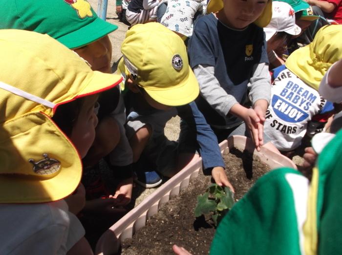黄色の帽子の園児達がプランターに苗を植えている写真