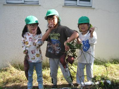 さつまいも掘り