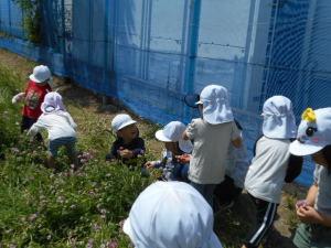帽子をかぶり、れんげ畑の中でお花を摘む子ども達の写真