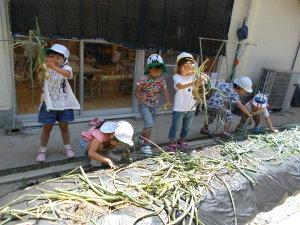 玉ねぎの植えられている畝の前で子ども達が玉ねぎの葉を引っ張って収穫をしている写真