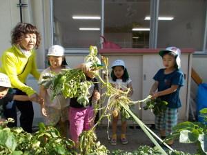 ジャガイモの葉をひっぱり収穫する子ども達と、子ども達を補助する先生の写真