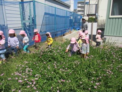 ピンク色の帽子をかぶり、れんげ畑の中を歩く先生と子ども達の写真