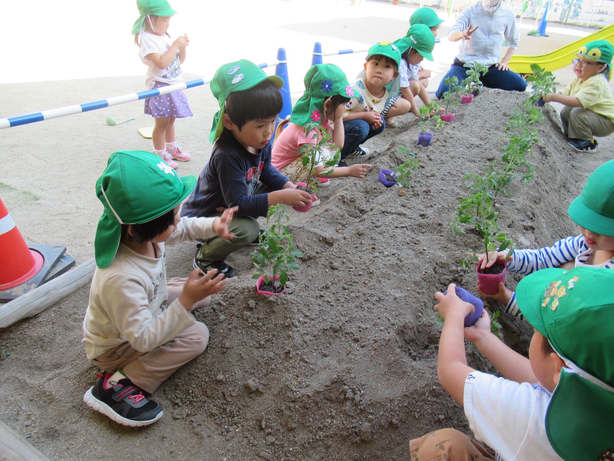 4歳児の苗植え