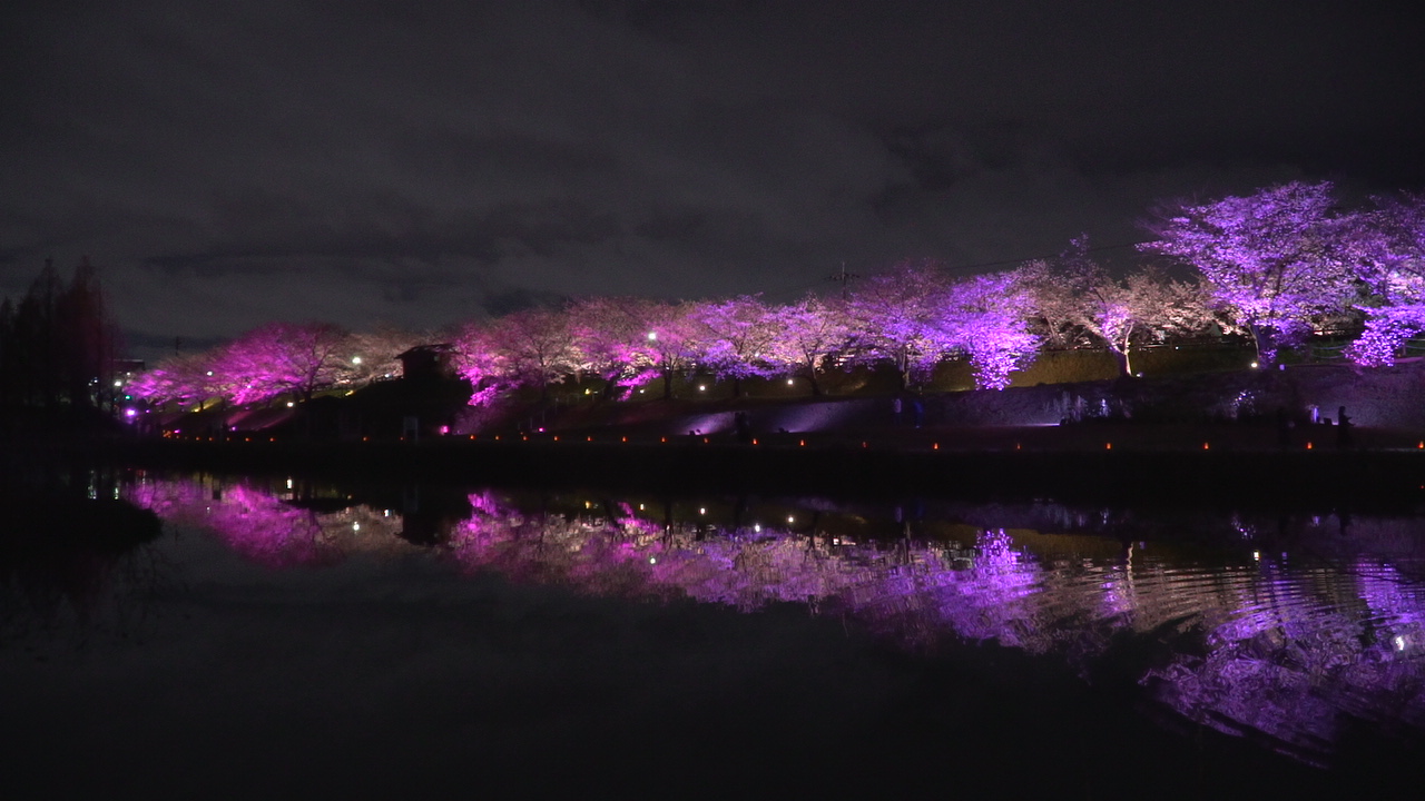 ライトアップされた桜が水面にも綺麗に映っています