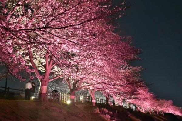 桜の木々がきれいなピンクにライトアップされた写真