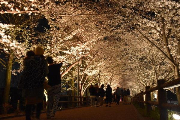 満開の桜並木がライトアップされ、桜並木の下を家族連れなどのお客さんが訪れている様子の写真