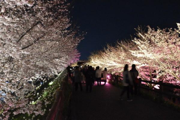 両端にライトアップされた桜を見学している人々の写真