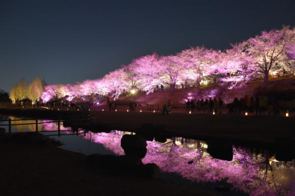 寝屋川沿いに満開の桜の木が並んでおり、夜にライトアップされた濃いピンク色の桜が水面にも写り、 水面桜（みなもざくら）も楽しめる桜のライトアップ写真