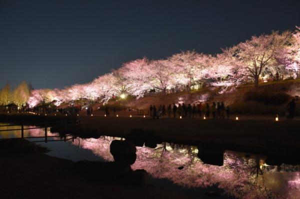寝屋川沿いに満開の桜の木が並んでおり、夜にライトアップされた淡いピンク色の桜が水面にも写り、 水面桜（みなもざくら）も楽しめる桜のライトアップ写真