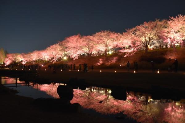 寝屋川沿いに満開の桜の木が並んでおり、夜にライトアップされた淡いピンク色や淡いオレンジ色の桜が水面にも写り、 水面桜（みなもざくら）も楽しめる桜のライトアップ写真
