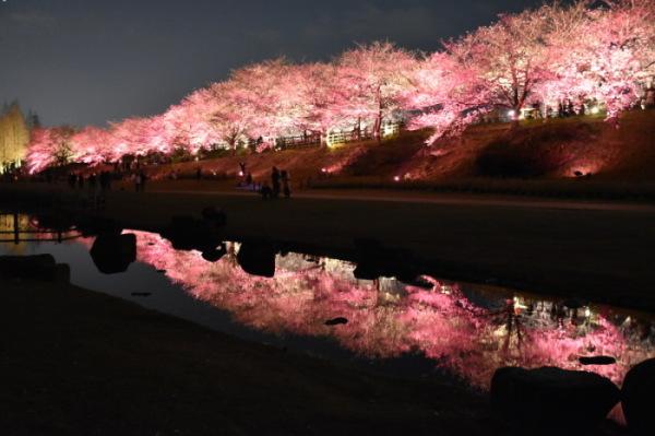 きれいにライトアップされた桜並木が水面に映っている幻想的な写真