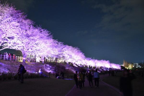 桜並木が紫色にライトアップされ、遊歩道から眺めているたくさんの人達の写真