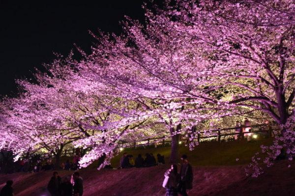 満開の桜が濃いピンク色にライトアップされている写真
