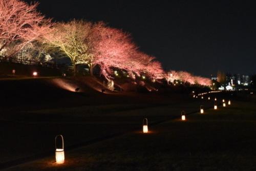 左側上には桜並木がライトアップされ、右側には暗闇の中竹籠ランタンが間隔を空けて置かれ、灯り道が作られている様子の写真