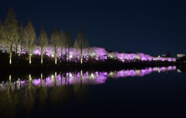 暗闇の中、紫色にライトアップされた桜の木々が並んでおり、水面にも鏡のように写っている写真