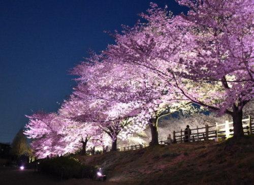 ライトアップされた桜並木を下から写した写真