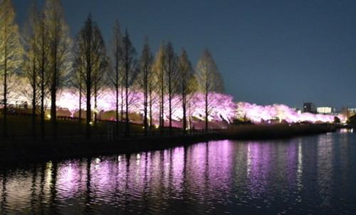 手前に木々が立ち並び、ライトアップされた桜並木を川の反対側から全体を写した写真
