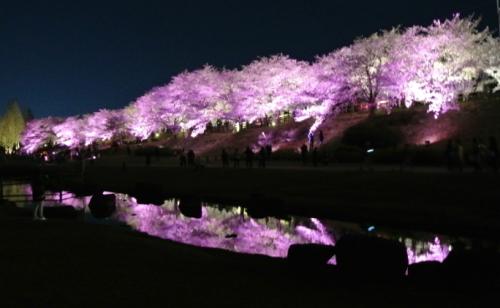 ライトアップされた桜並木が川面に反射されている写真