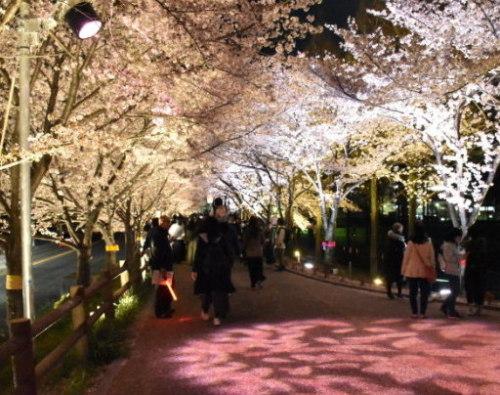 桜並木の下のライトアップされた歩道歩く人々の写真