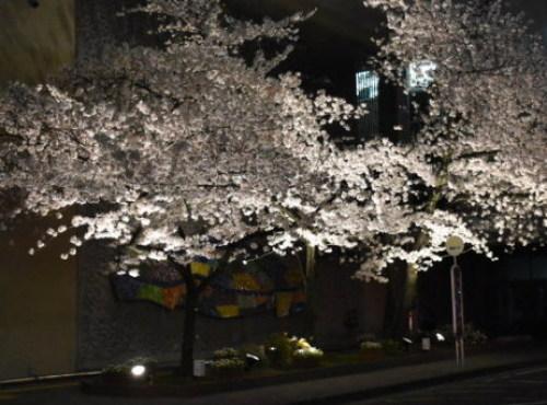 市役所本庁舎前に咲く桜の木をライトアップした写真