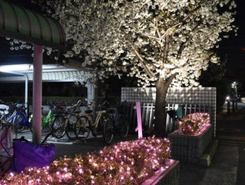 本庁舎の自転車置き場横の桜の木をライトアップした写真