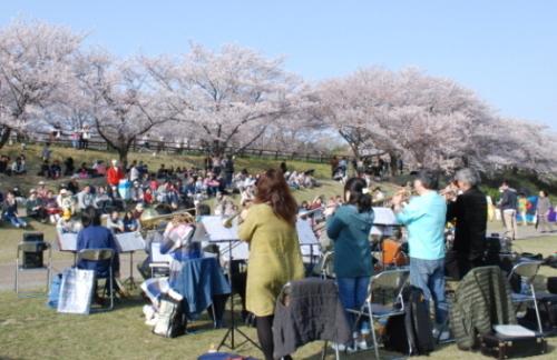 市民コンサートの演奏者、観客席で音楽を聴いている来場者、満開の桜の木の写真