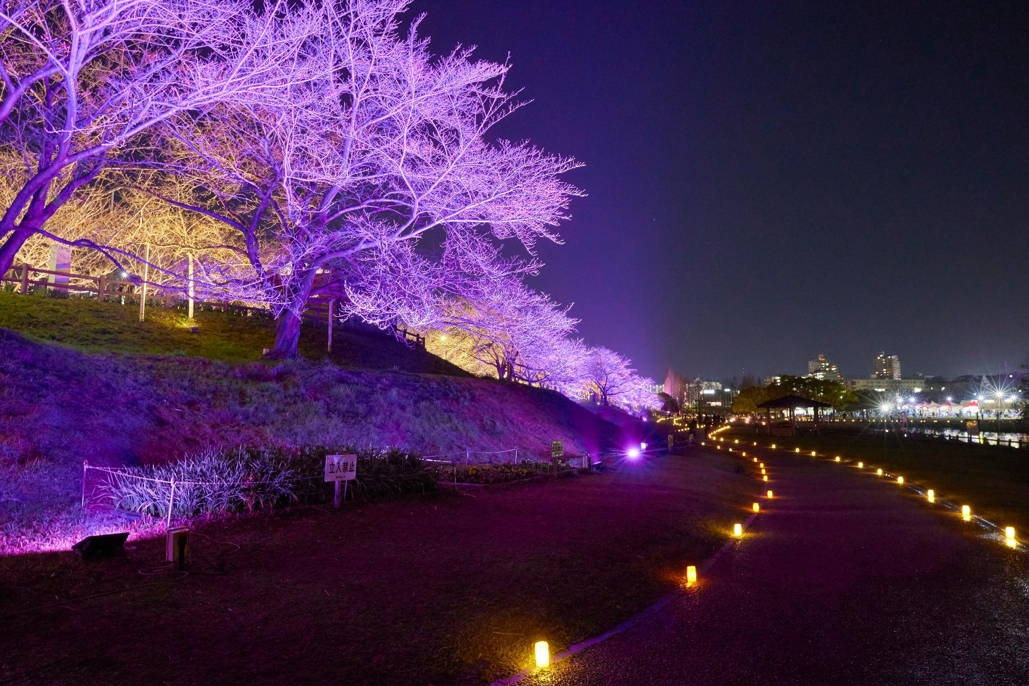桜並木のライトアップ