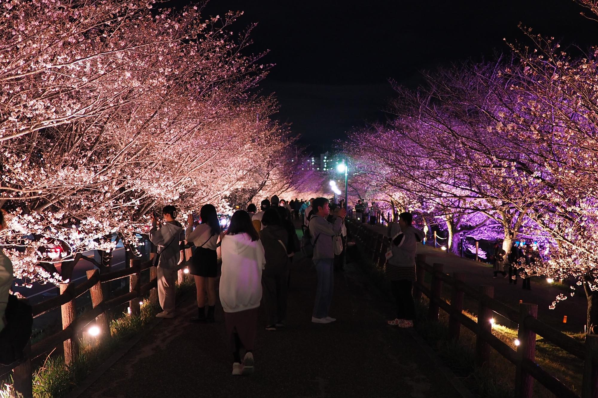 来場者が、桜に挟まれた遊歩道を散歩しながら写真撮影をしています