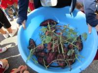 水色の容器に収穫したたくさんのサツマイモが入っている写真